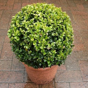 Small Buxus Ball 25 each or 2 for 45